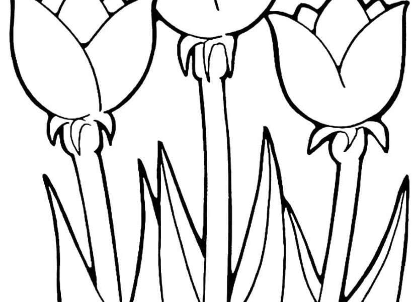 Тюльпан раскраска для малышей