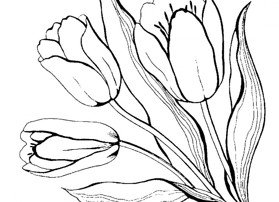Тюльпан раскраска